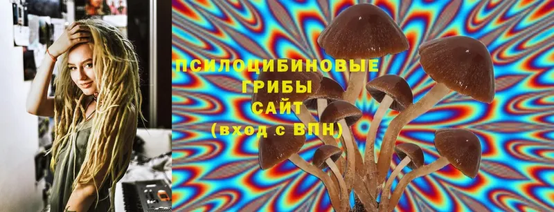 Галлюциногенные грибы Psilocybe Арск